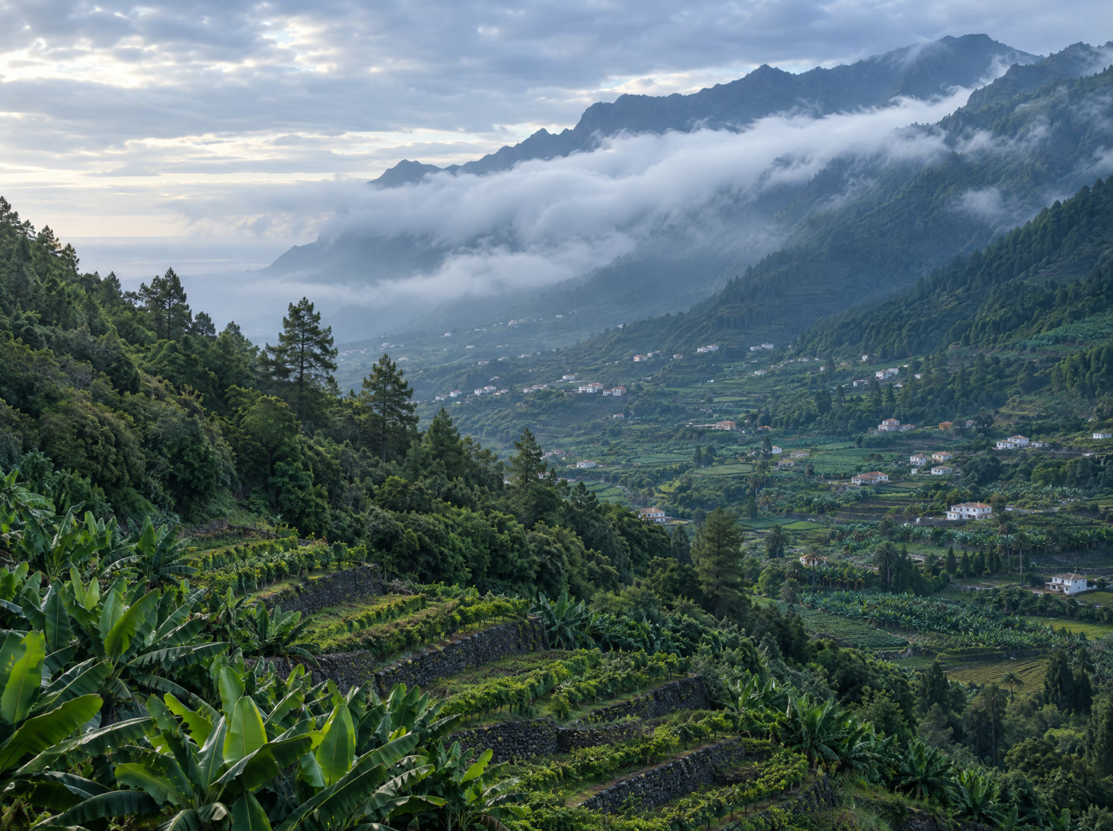 Valle verde del norte de Tenerife con niebla baja sobre las laderas